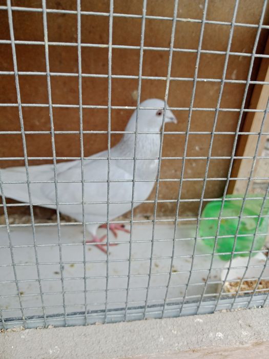 Продам голубя спортивного