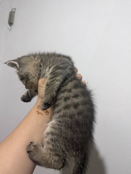 Отдаем котят бесплатно, в добрые руки!!!