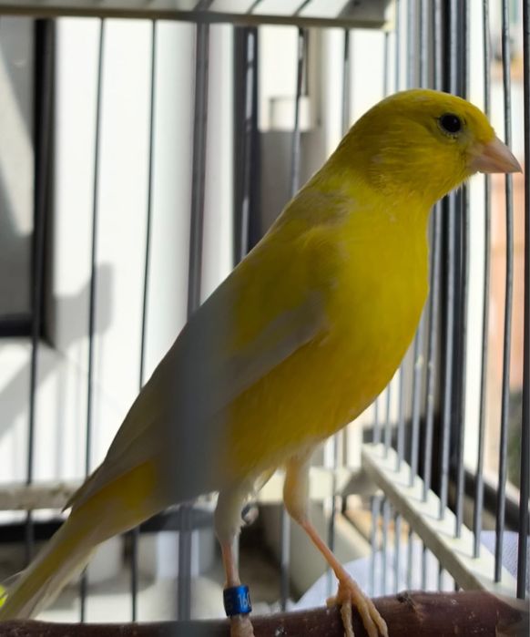 Канарейка кенар овсяночного напева от родителей конкурсной песни