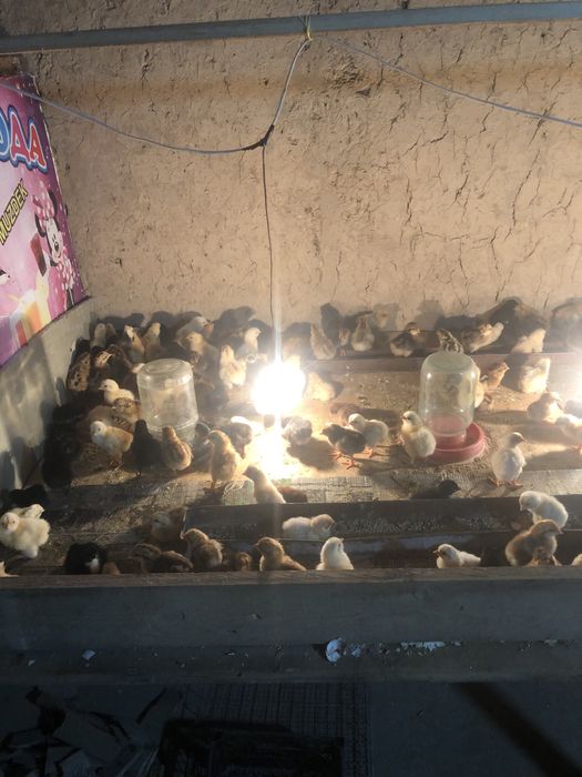 Jõjalar sotiladi 1kunlik damashni