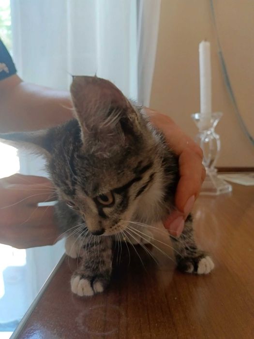 Отдам котят бесплатно