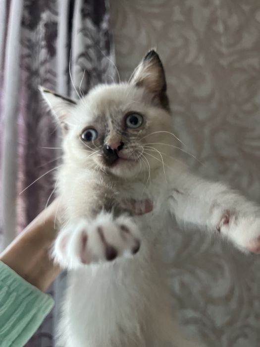 Прелестные котятки