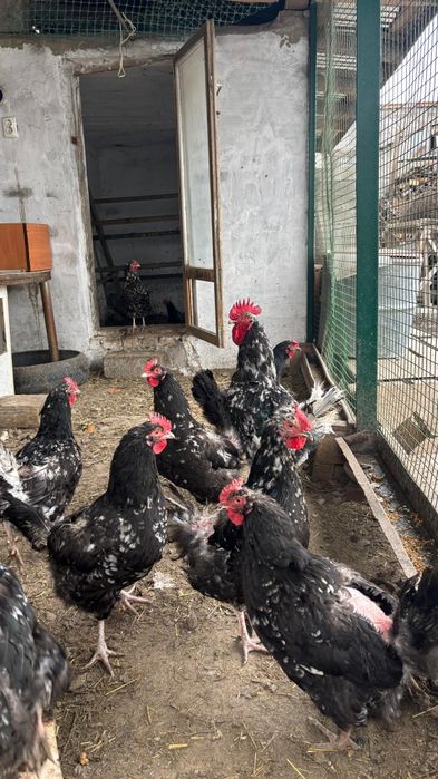 Продаются молодые куры.