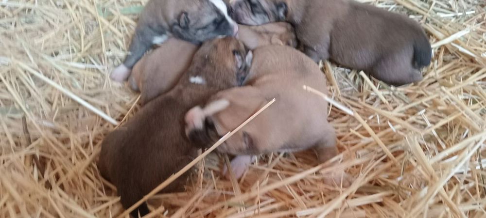 Kuchuklar Alabay kuchuklari.