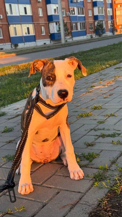 продам/обменяю Щенка Амстафф