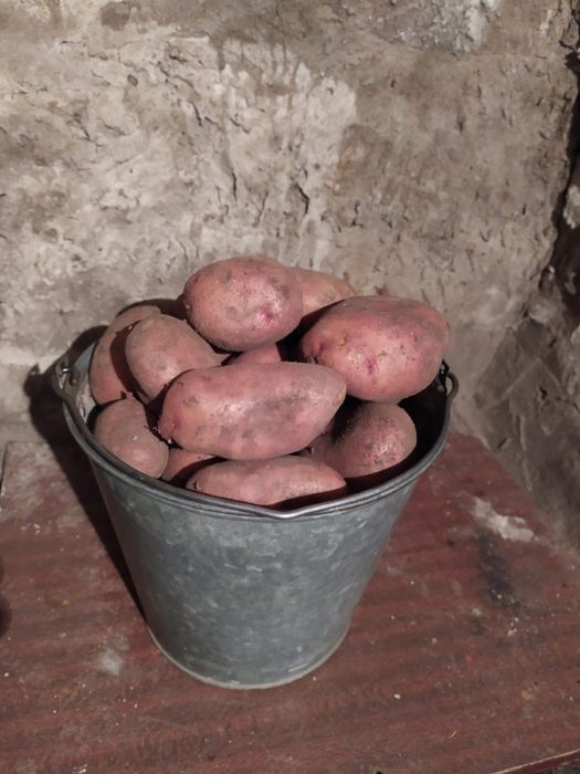 Продам домашний картофель