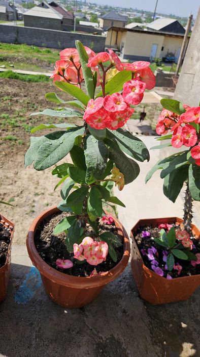 Цветы  для дома горшочках !!!