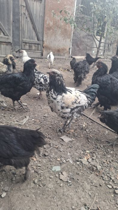 Продам петушков америукана