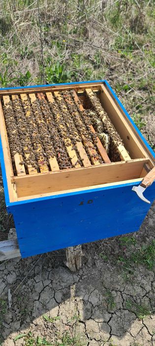 Vand 10 familii albine