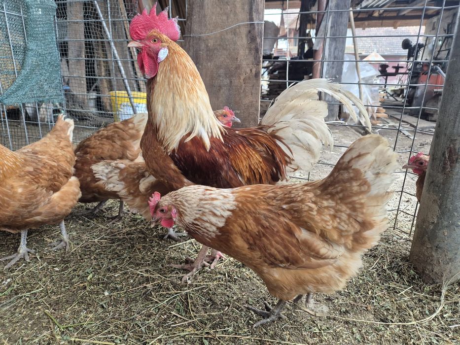Ouă de incubat. Wyandotte, Ayam Cemani, Brahma, Araucana