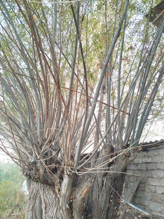 Толлар бор сотилади