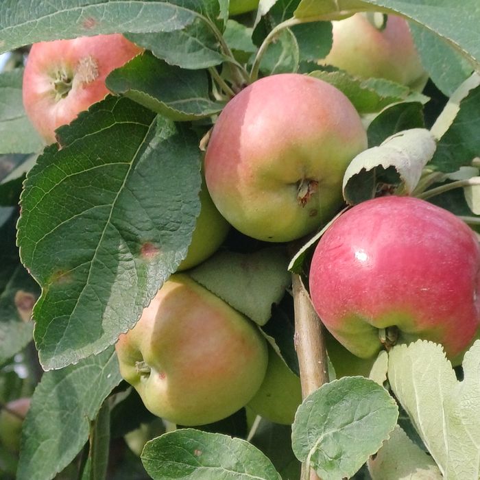 Продам яблоки конфетовка и сливу .