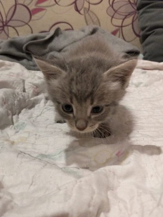 Отдам котят бесплатно