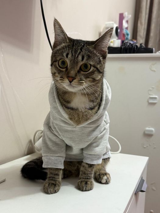 Взяка Котов)……..