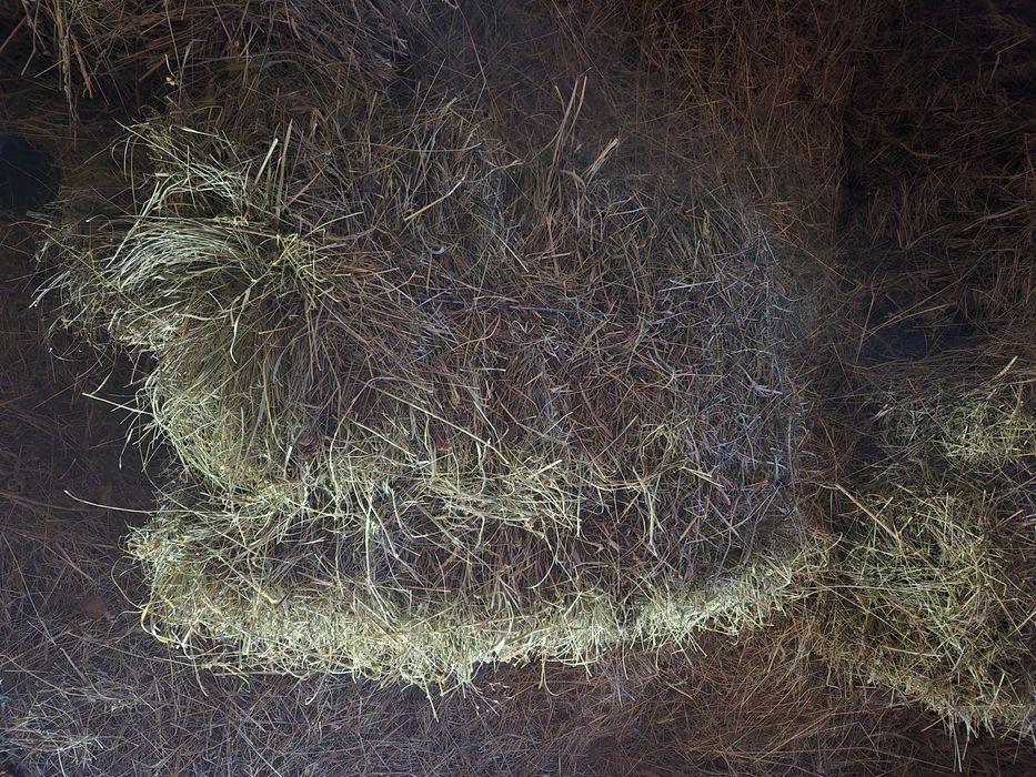 Vând baloți de otavă calitate superioară