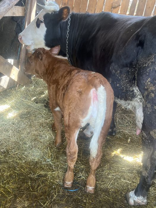 Vand vitica de 2luni jumate