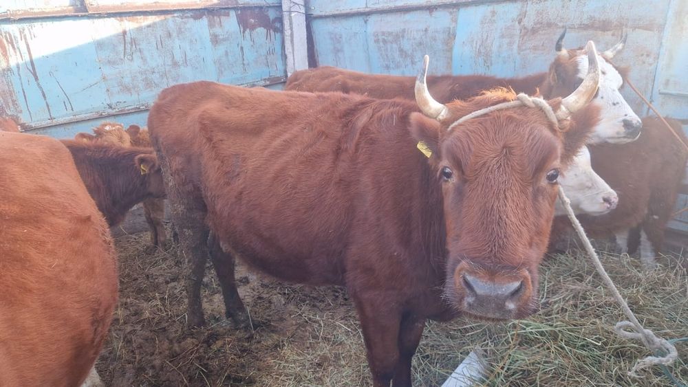 Бұзаулы сиырлар сатылады.