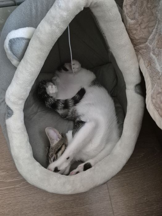 Котёнок отдам бесплатно