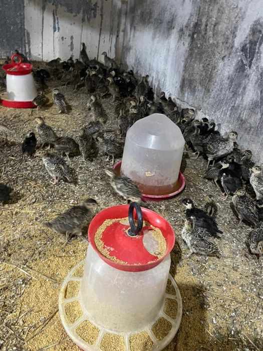 Pui de fazan la varsta de 3 saptamani (comun si tenebros)