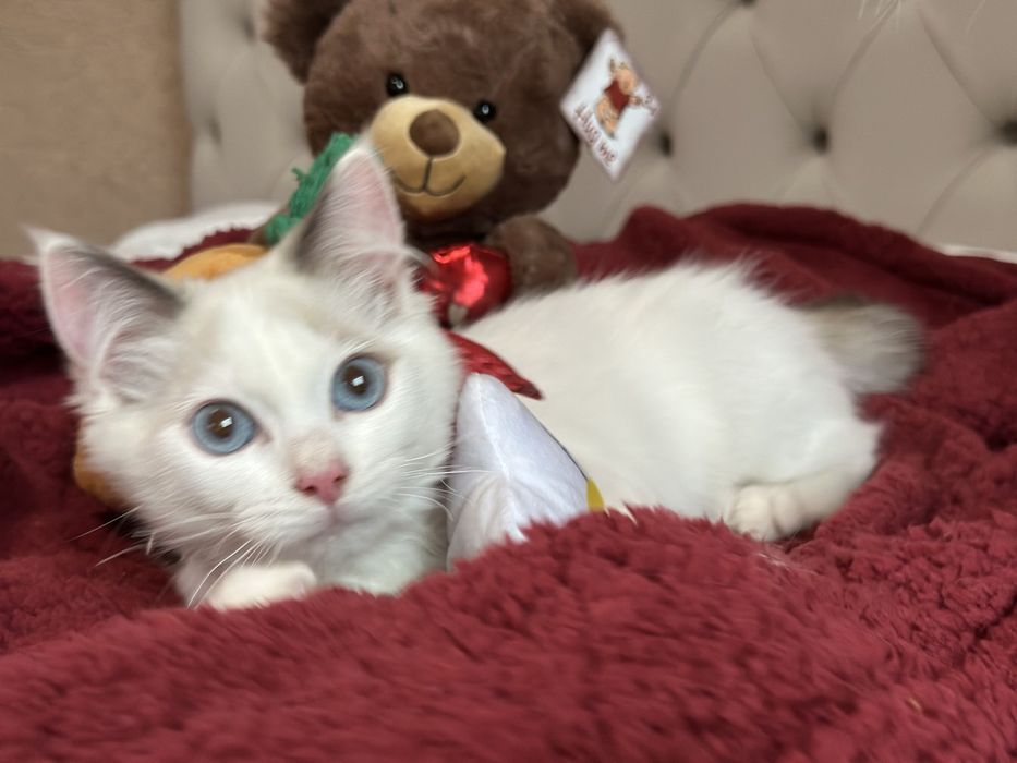 Регдол / Ragdoll