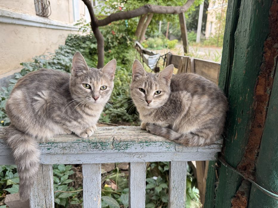 Отдам котят в добрые руки!