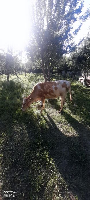 Gunojin sotladi soglom yuvosh