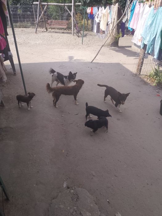Donez cățeluși și pisicute
