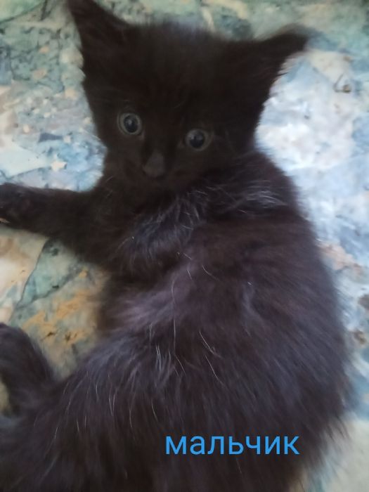 Отдам котят в хорошие руки