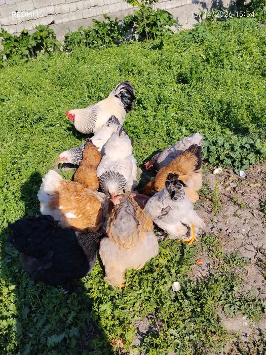 Uy tovuq xoʻrozlari