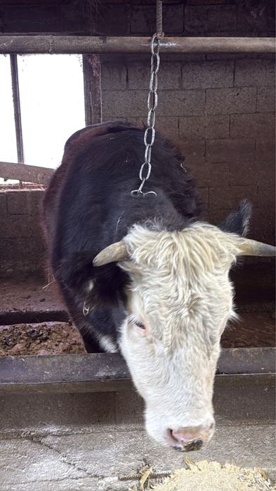 Быки, КРС, коровы