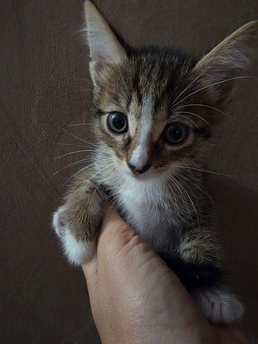 Отдам котят в добрые руки