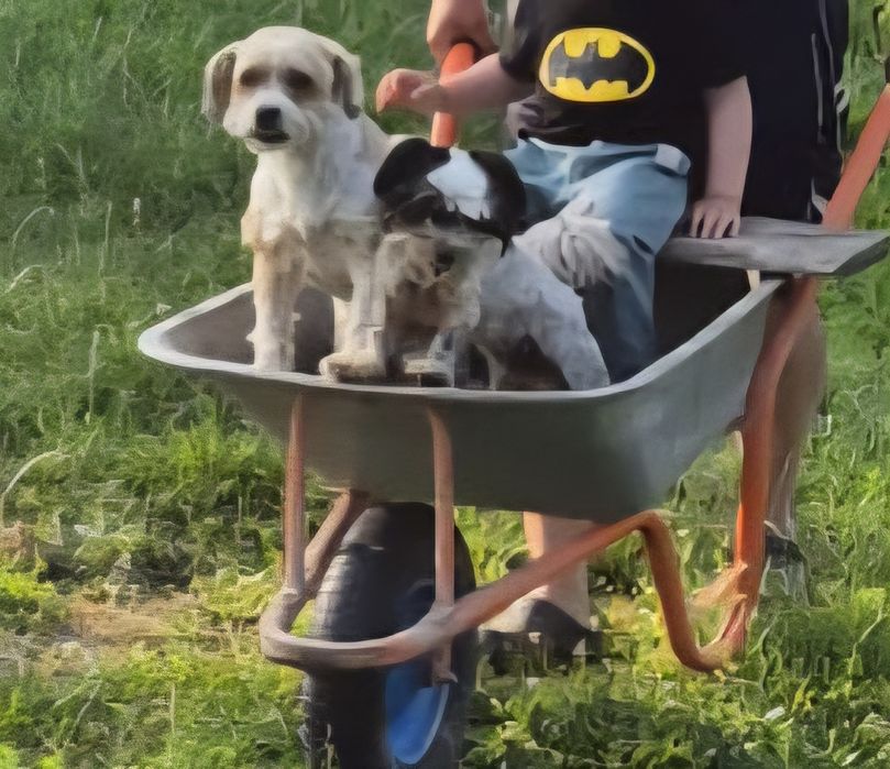 donez catei shi tzu si chihuahua