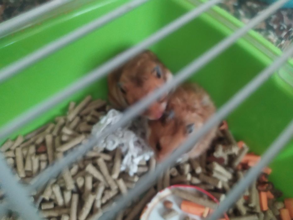 Продаются сирийские хомяки. Муж и жена,вместе с клеткой 200 тысяч