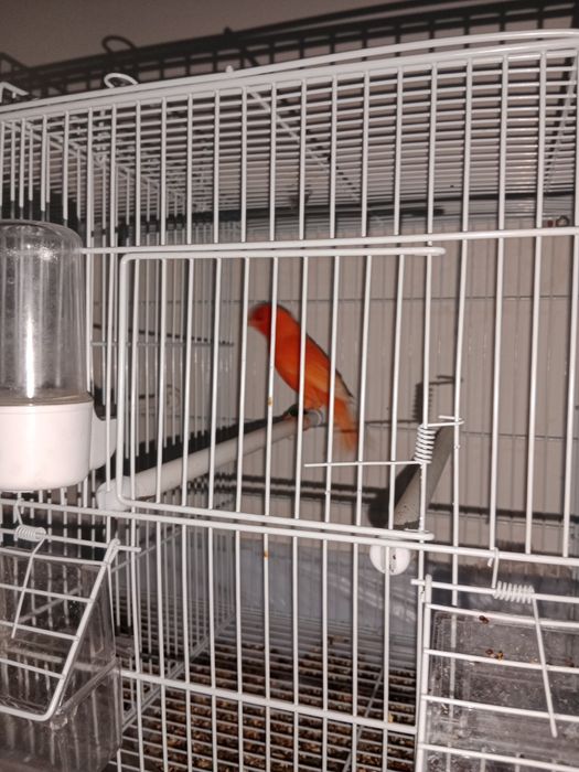 Кенар турецкий крупный