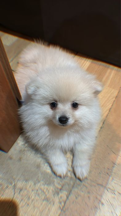 Померан на 2 месеца с първа ваксина момченце