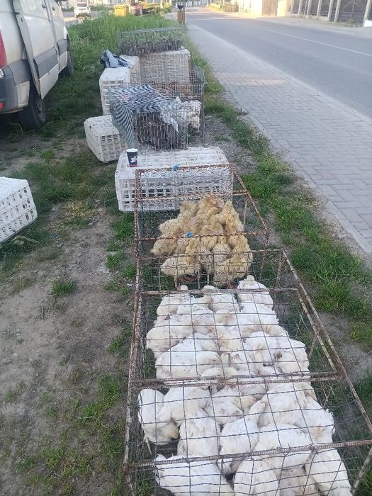Pui rățuște bibilici