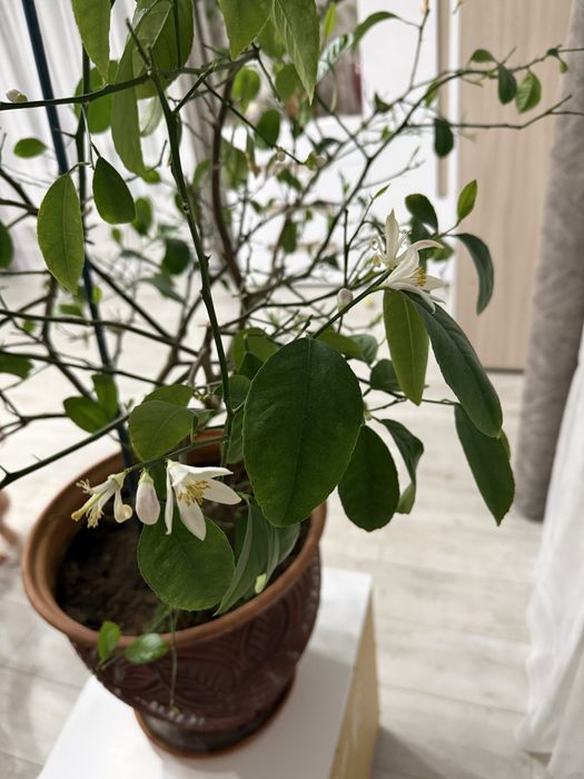 Продам лимонное дерево