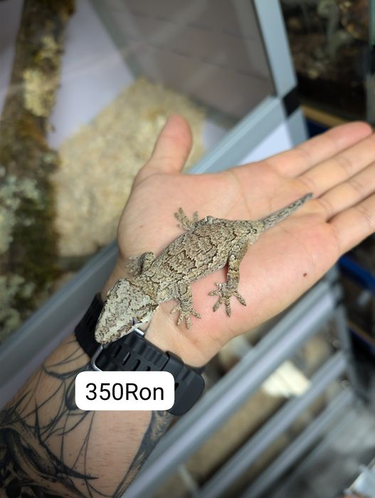 Soparla Gecko Gargoyle