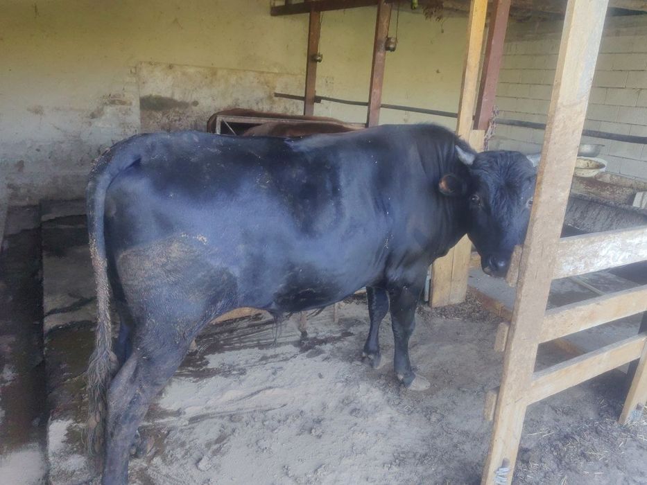 Бука сотилади 27 млн су́м