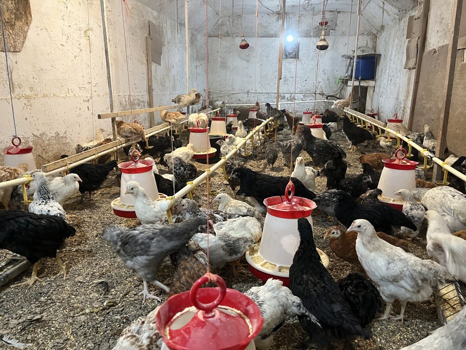 Pui au 3 luni pui de casa