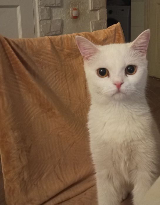 Британка кошечка 6 месяцев