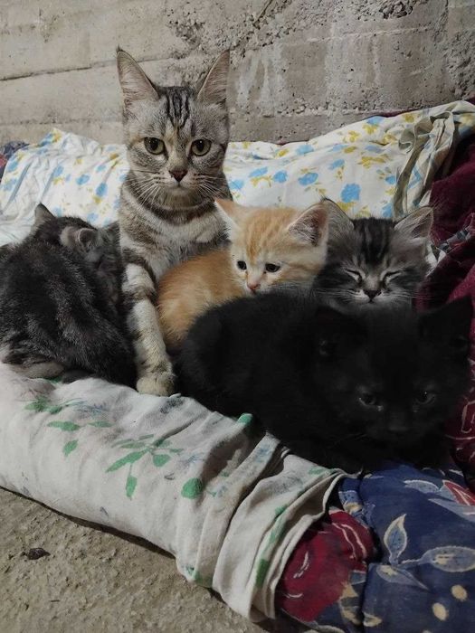 бенгальская кошка