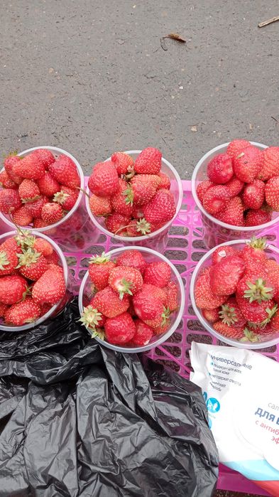 Продам рассаду клубники