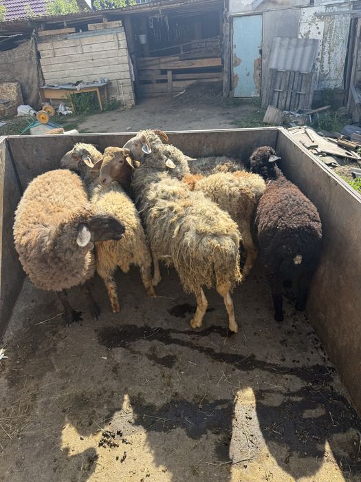Продам ягнят пять месяцев