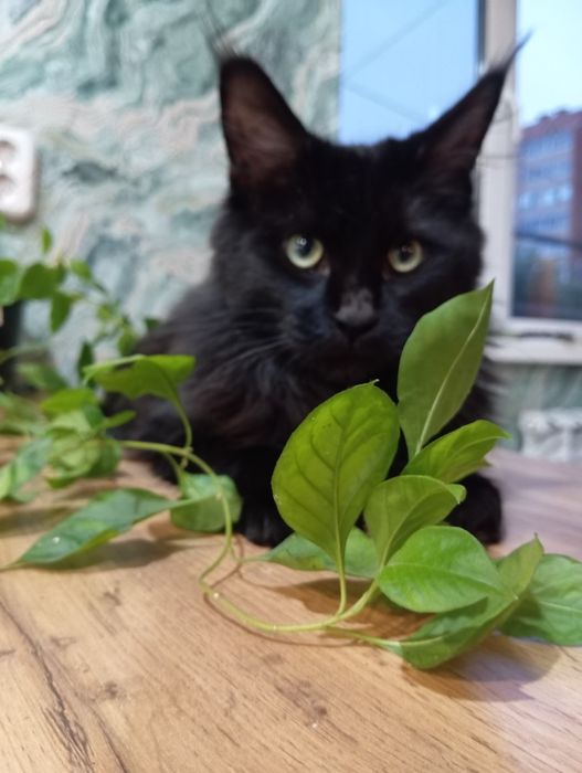 Мейн кун девочка