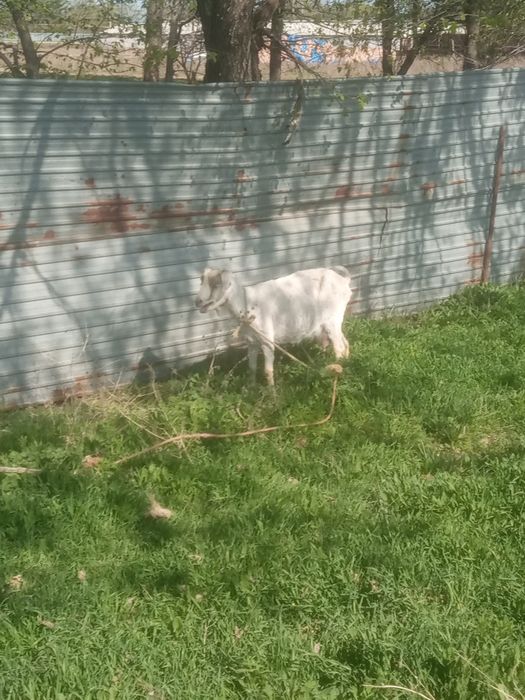 Ешкі сүті кою 2 лағымен