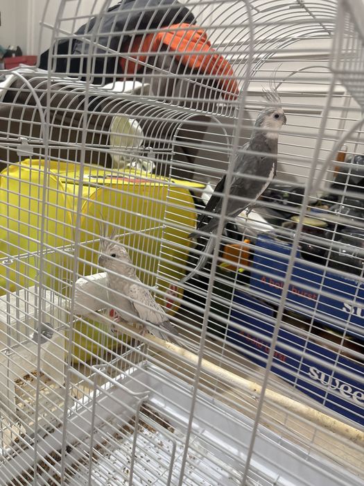 Птицки карелла белый девочка серая мальчик