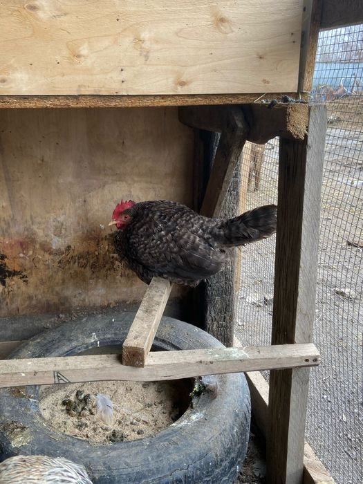 Продам хороших курей