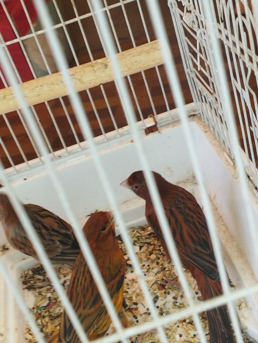 Красная дерева птицы