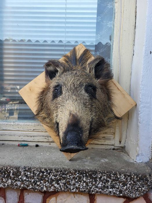 Трофей глава на глиган
